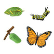 Safari Ltd: figurki cykl życia Motyl 4 szt. - Noski Noski