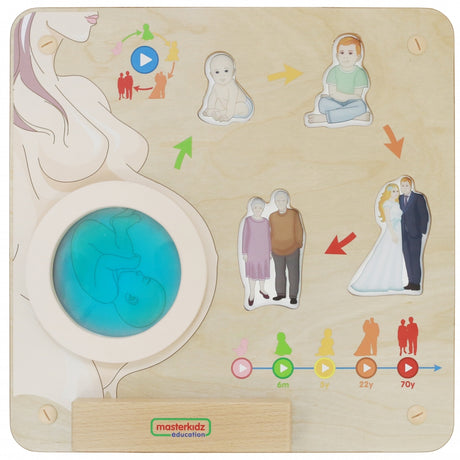 Tablica edukacyjna Masterkidz Cykl Życia Człowieka Montessori dla dzieci, rozwijająca zrozumienie etapów ludzkiego życia.