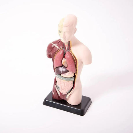 TickiT: model anatomiczny człowieka Quater-scale Anatomical Torso - Noski Noski