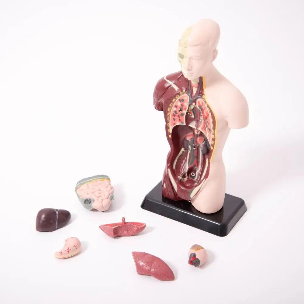 TickiT: model anatomiczny człowieka Quater-scale Anatomical Torso - Noski Noski