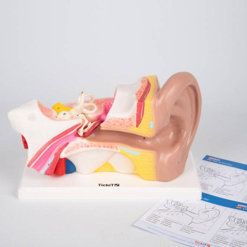 TickiT: model anatomiczny ucho Human Ear - Noski Noski