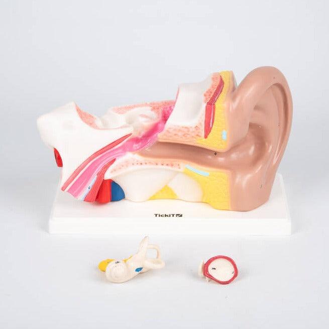 TickiT: model anatomiczny ucho Human Ear - Noski Noski