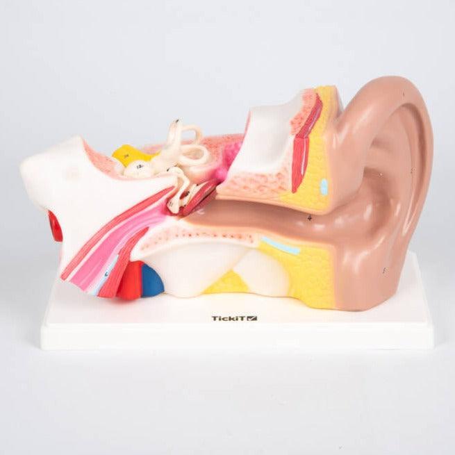 TickiT: model anatomiczny ucho Human Ear - Noski Noski