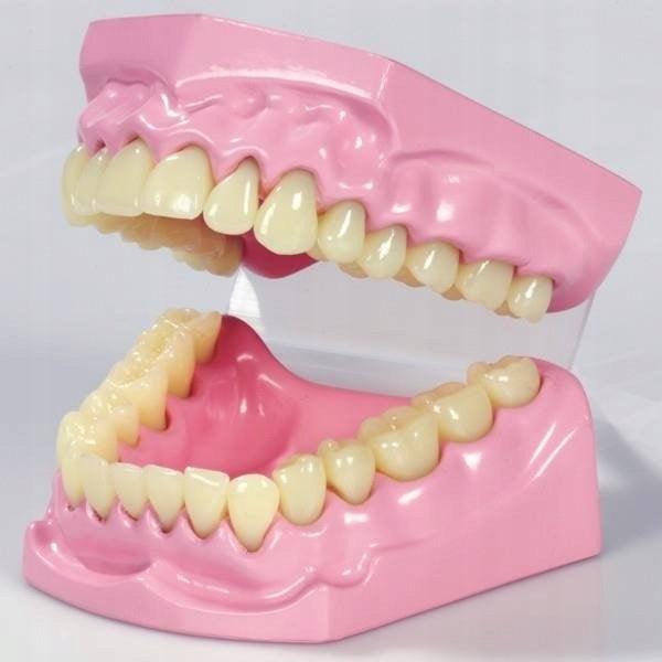 TickiT: model szczęki Anatomical Teeth Set - Noski Noski