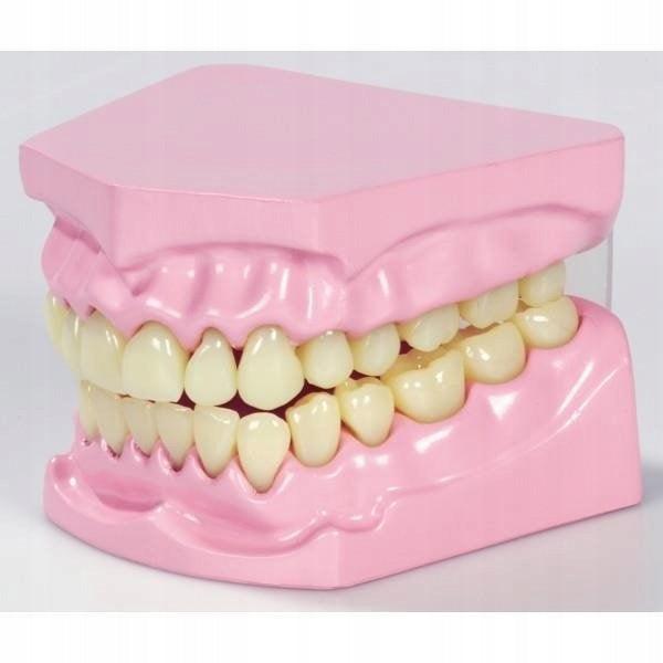 TickiT: model szczęki Anatomical Teeth Set - Noski Noski