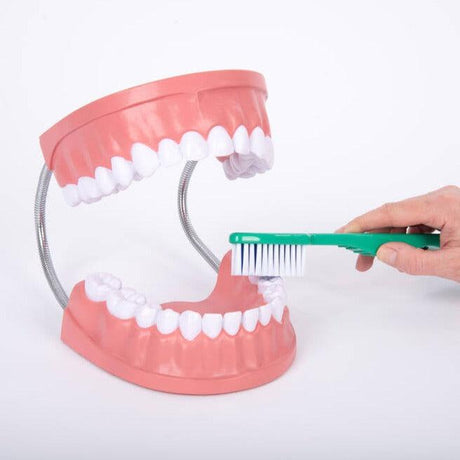 Prawidłowy zgryz model Tickit Giant Dental Care, szczęka człowieka do nauki higieny jamy ustnej dla dzieci.