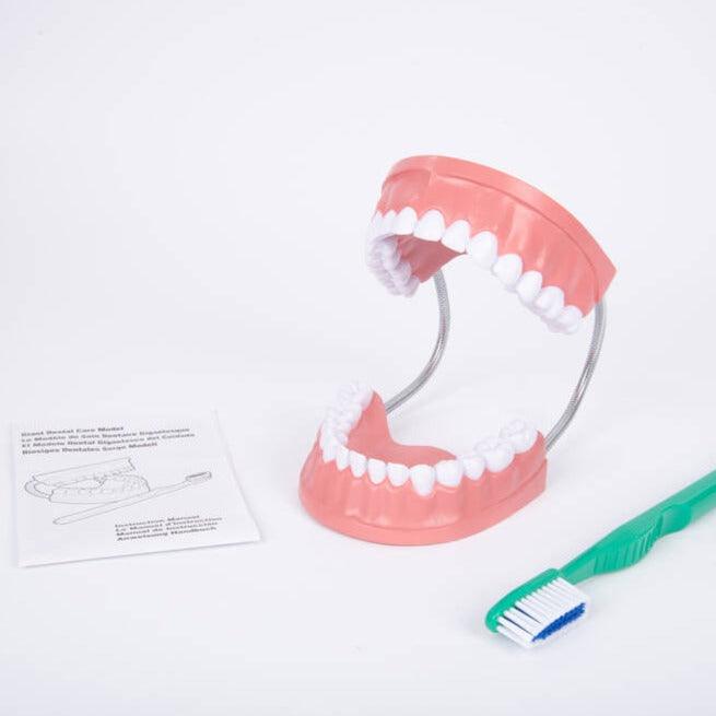 TickiT: model szczęki Giant Dental Care Model - Noski Noski