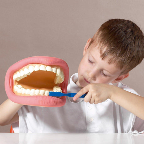 Tickit Giant Teeth Demonstration Model edukuje dzieci o zdrowiu jamy ustnej i prawidłowym zgryzie. Idealne do ćwiczeń nazwy zębów.