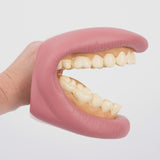 TickiT: model szczęki Giant Teeth Demonstration - Noski Noski