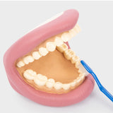 TickiT: model szczęki Giant Teeth Demonstration - Noski Noski