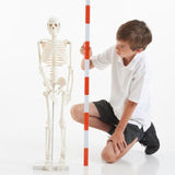 TickiT: szkielet half-scale Skeleton - Noski Noski