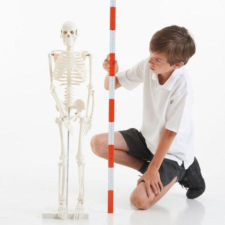 TickiT: szkielet half-scale Skeleton - Noski Noski