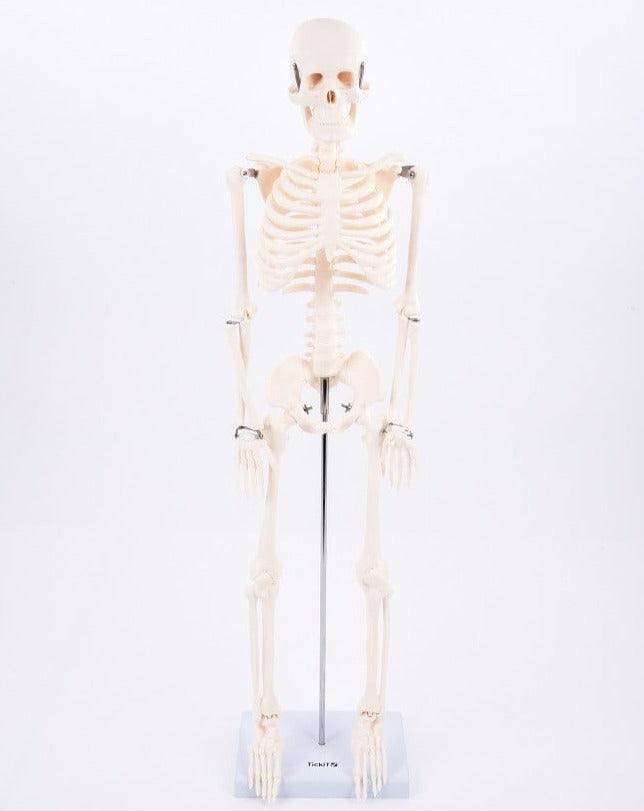 TickiT: szkielet half-scale Skeleton - Noski Noski