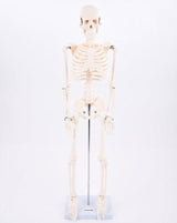 TickiT: szkielet half-scale Skeleton - Noski Noski