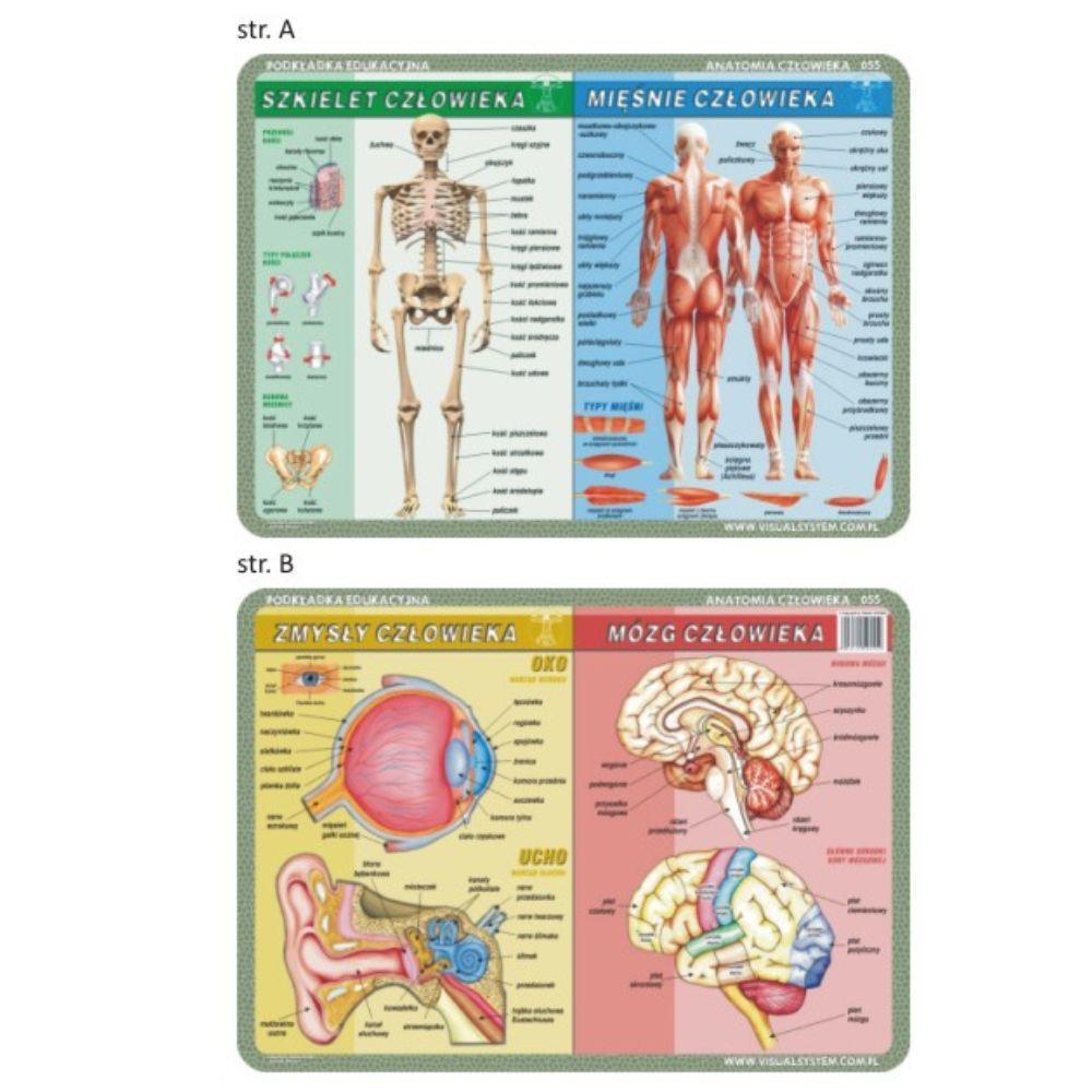 Visual System: podkładka edukacyjna na biurko Anatomia - Noski Noski