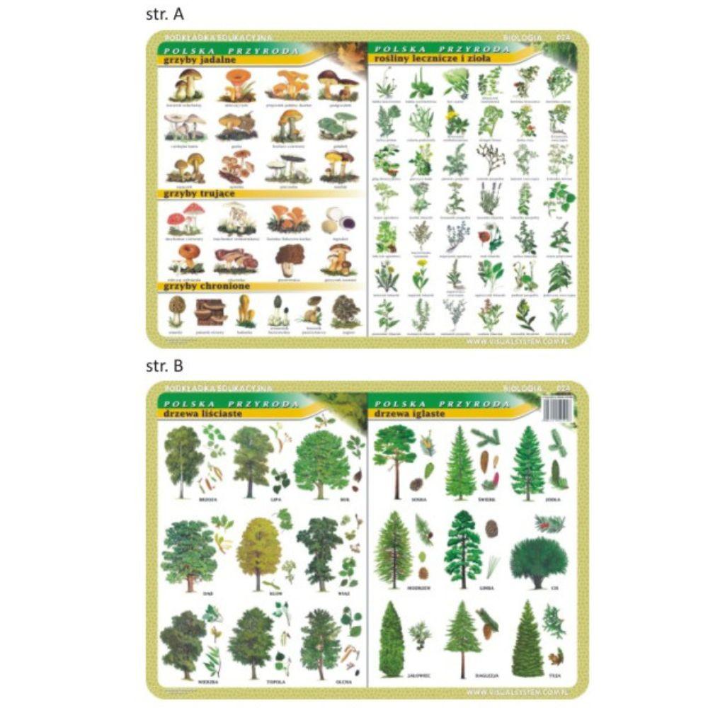 Visual System: podkładka edukacyjna na biurko Grzyby, Rośliny lecznicze i Drzewa - Noski Noski
