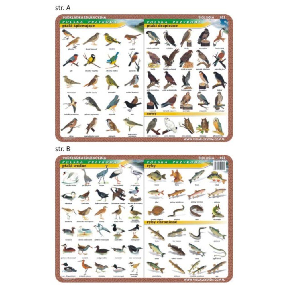 Visual System: podkładka edukacyjna na biurko Ptaki i Ryby - Noski Noski