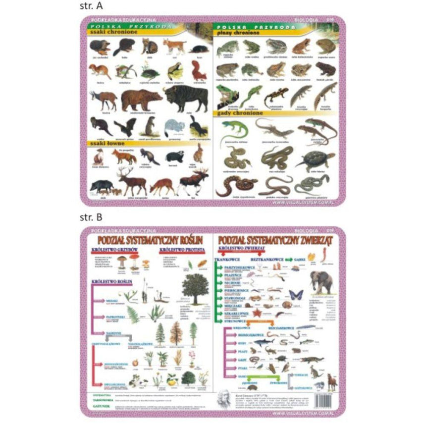 Visual System: podkładka edukacyjna na biurko Systematyka Ssaki Płazy Gady - Noski Noski