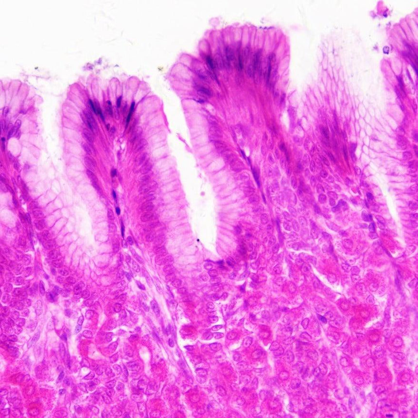 Bresser: preparaty do mikroskopu Histologia - Noski Noski