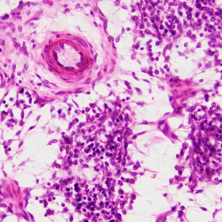 Bresser: preparaty do mikroskopu Histologia - Noski Noski