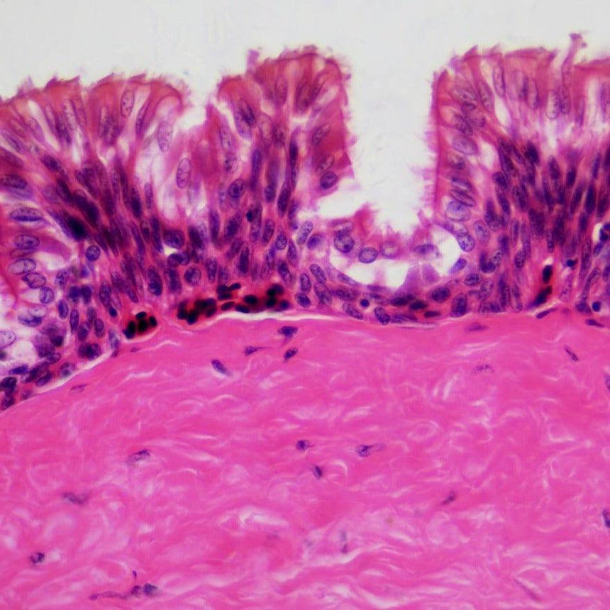Bresser: preparaty do mikroskopu Histologia - Noski Noski