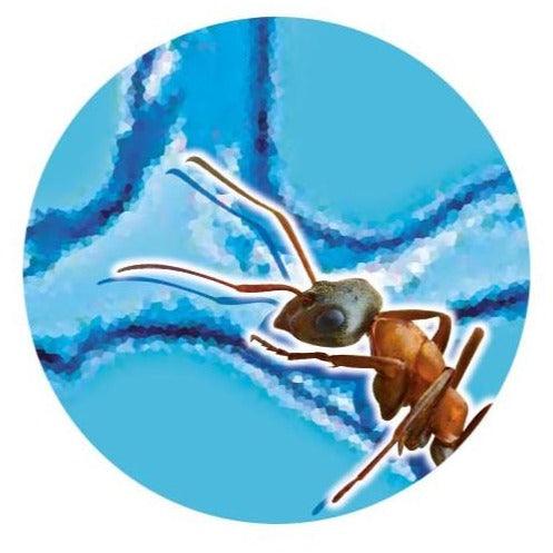 Buki: formikarium dla mrówek Ants Mini World - Noski Noski