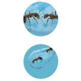 Buki: formikarium dla mrówek Ants Mini World - Noski Noski