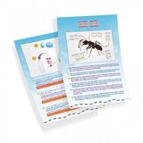 Buki: formikarium dla mrówek Ants Mini World - Noski Noski