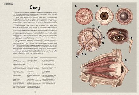 Dwie Siostry: Anatomicum - Noski Noski