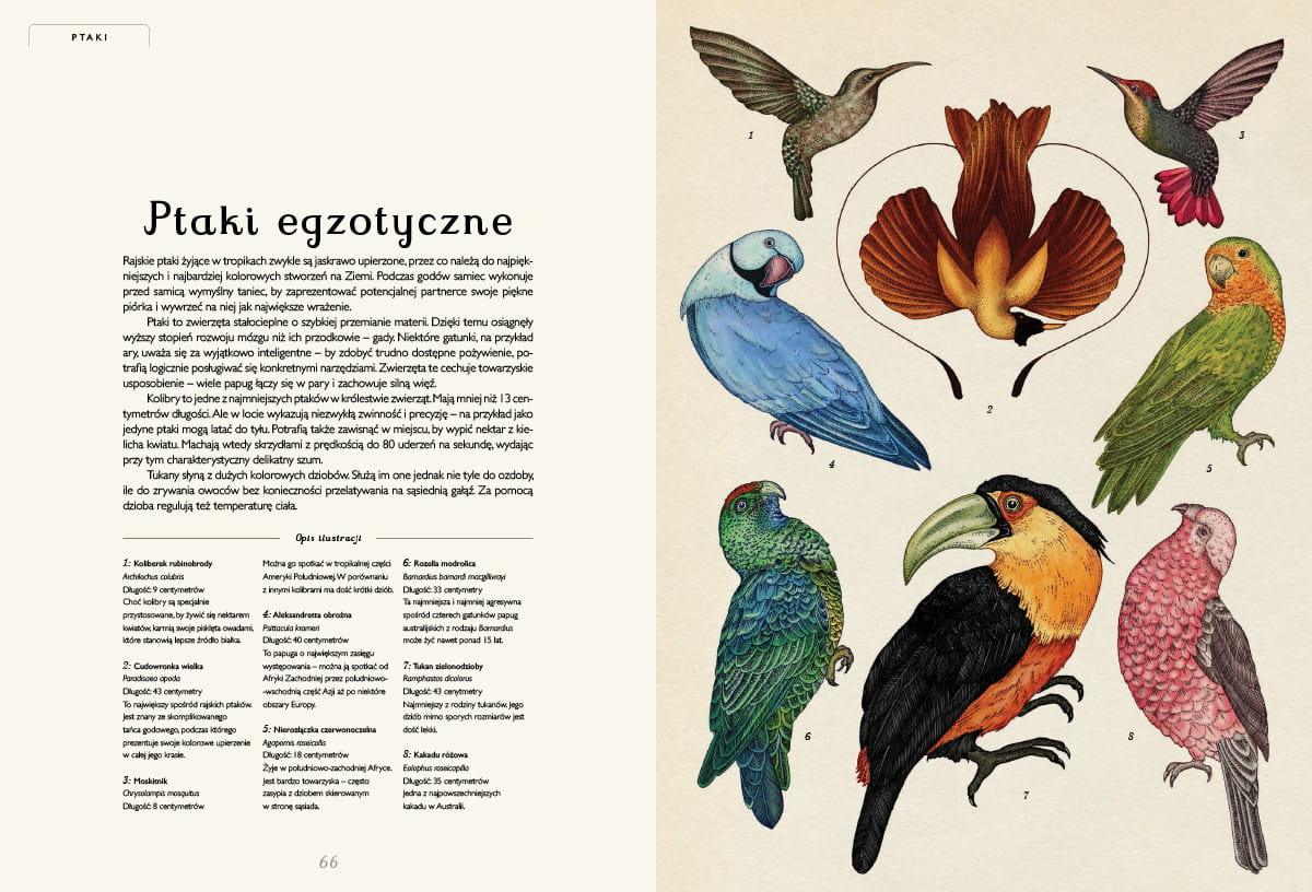 Dwie Siostry: Animalium - Noski Noski