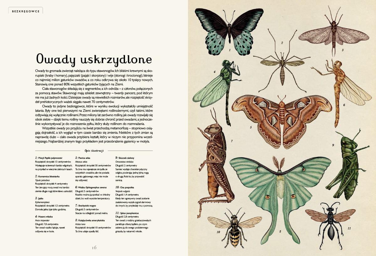 Dwie Siostry: Animalium - Noski Noski