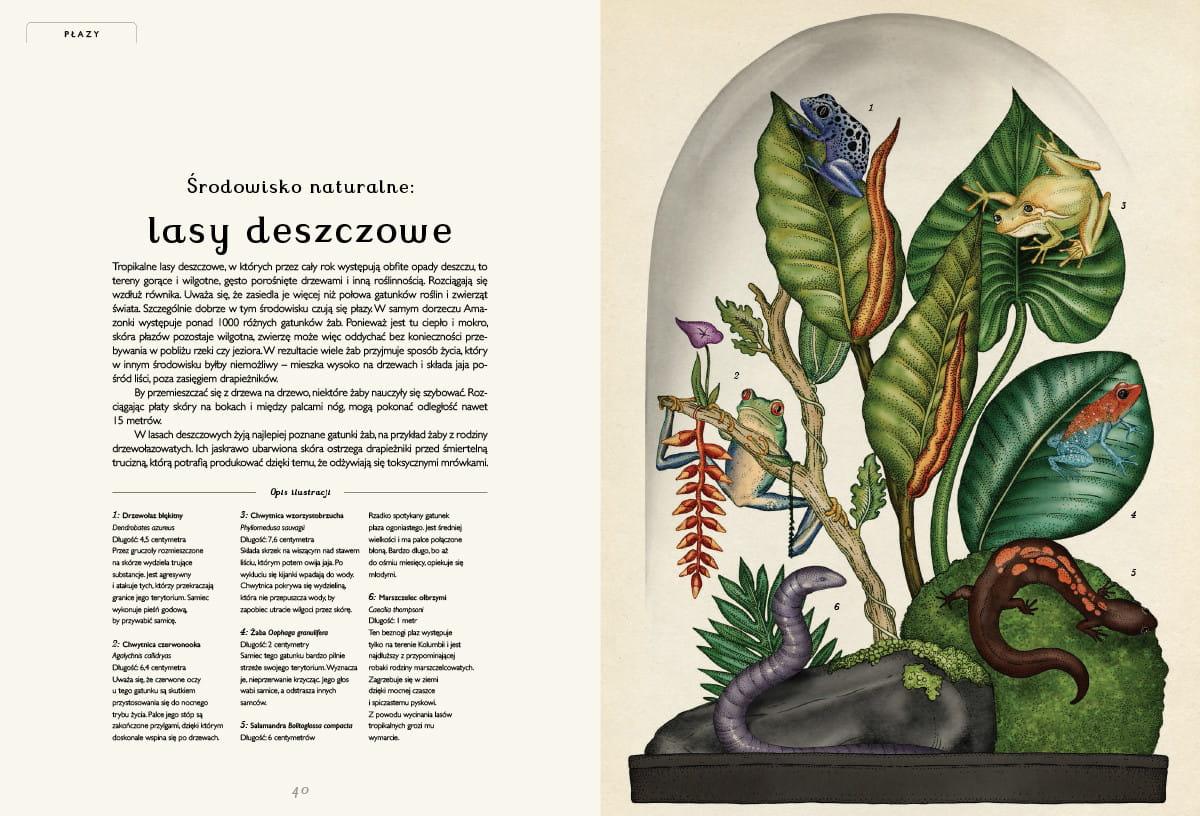 Dwie Siostry: Animalium - Noski Noski