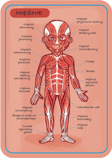 Janod: magnetyczna układanka Ciało Człowieka - Noski Noski