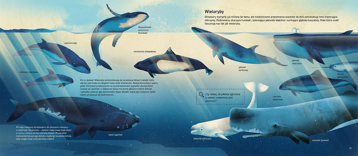 Wydawnictwo Marginesy: Świat Mórz i Oceanów - Noski Noski